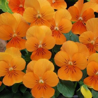 Viola Sorbet Orange (085)